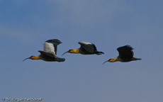 Schwarzzügelibis (14 von 15).jpg